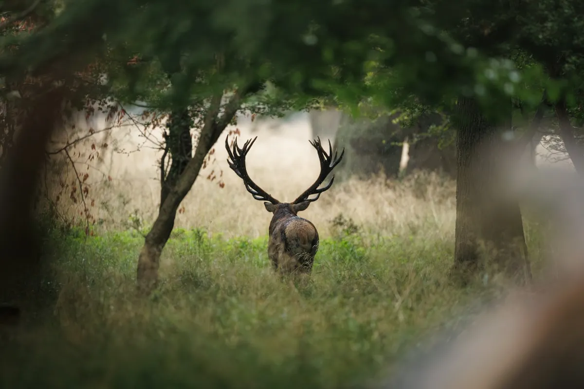 鹿胎盤：健康補品還是市場炒作？台大研究、幹細胞說法完整解析