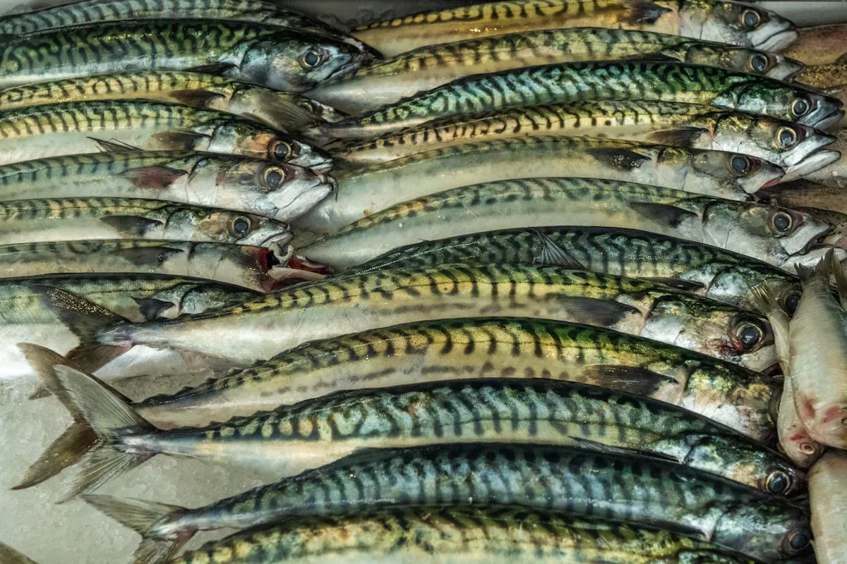 富含 Omega-3 的魚類——優先由食物取得 EPA／DHA