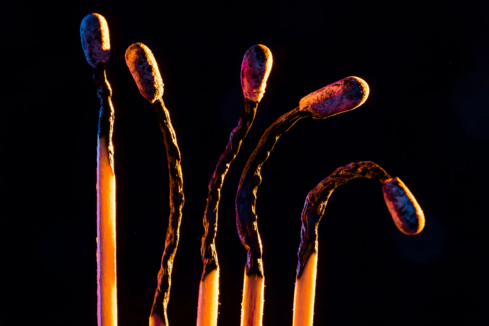 乾燥的管花肉蓯蓉藥材，常被宣傳為「沙漠人參」