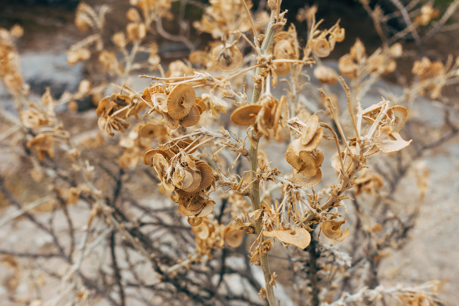 沙漠寄生植物在極端環境中生長，是肉蓯蓉的原始樣態