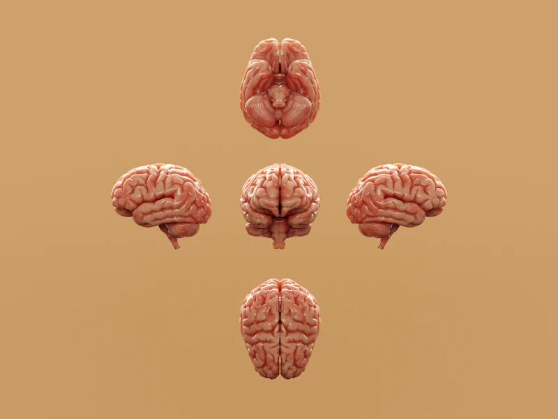 大腦認知健康——咖啡因是目前研究最多的天然神經保護因子之一