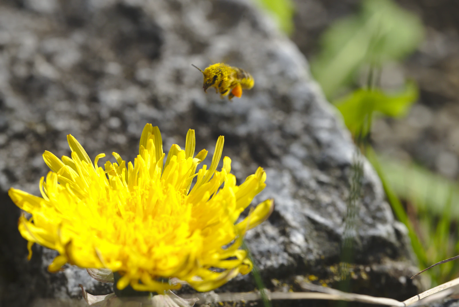 蜂蜜迷思全破解：加熱有毒？結晶壞掉？比糖更健康？科學一次說清楚