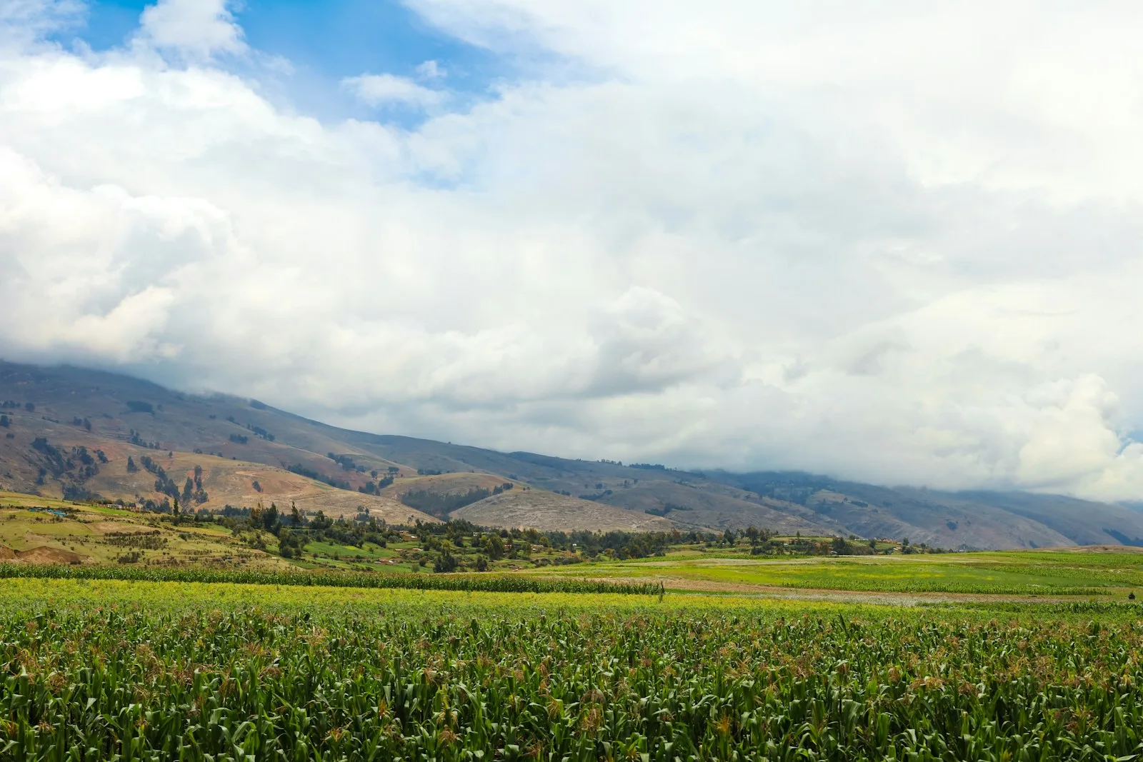 瑪卡有效嗎？該不該買、要不要吃，一次看懂