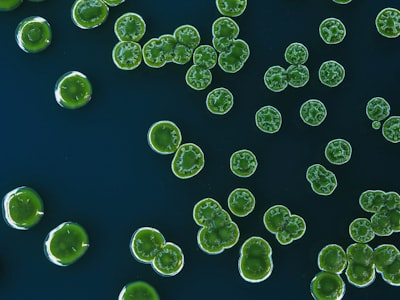 束絲藻 AFA 完整解析：NASA 太空食品迷思、CD34+ 幹細胞研究真相與微囊藻毒素風險